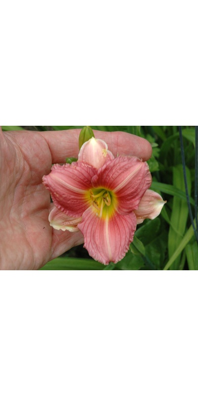 daylilies: BETTY CLAIRE
