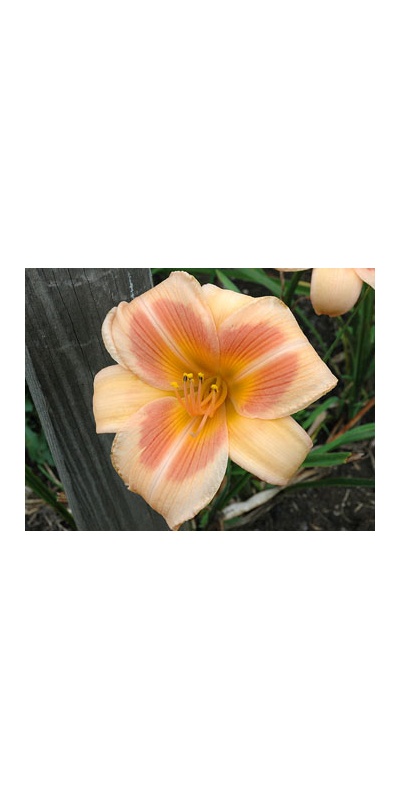 daylilies: REAL WIND