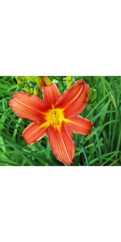 daylilies: RED SENTINEL 