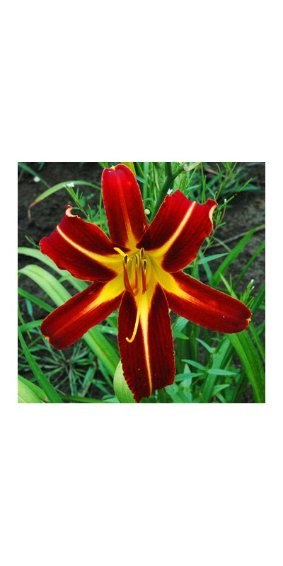 daylilies: RENAISSANCE