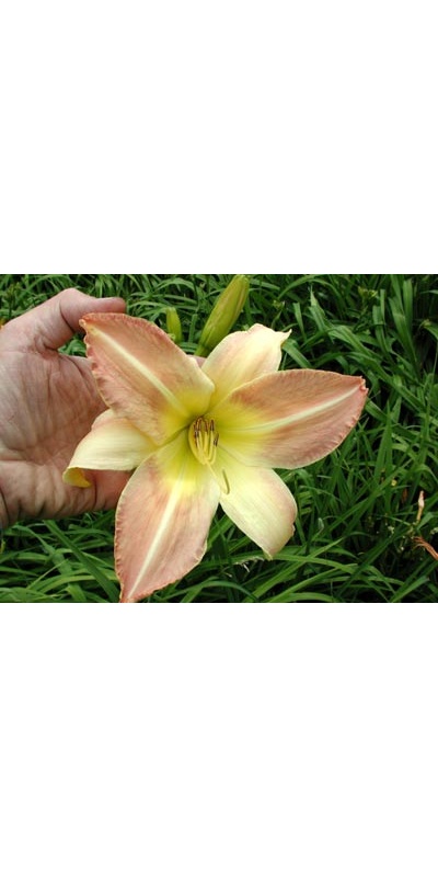 daylilies: BIG DOLLY