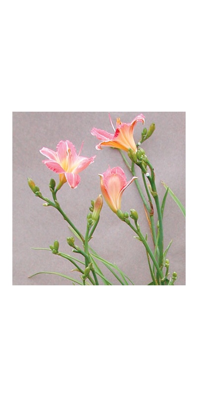 daylilies: ROUGE BLUSH (VT)