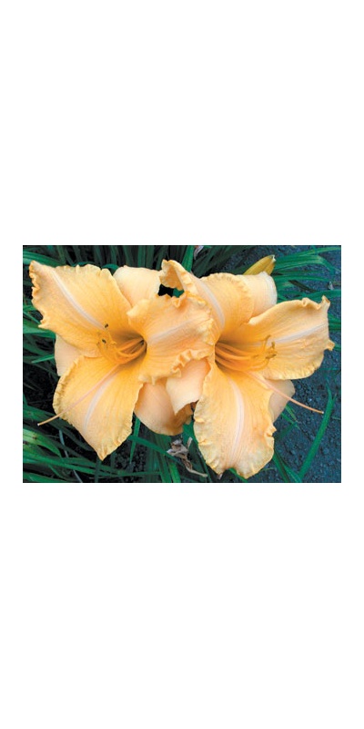 daylilies: RUFFLED APRICOT