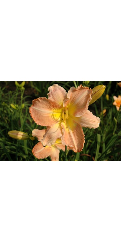 daylilies: RUFFLED PANTALOONS