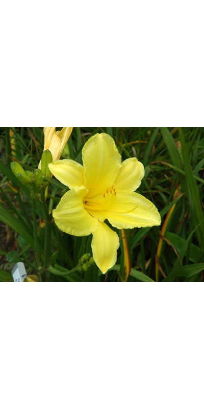 daylilies: SANDRA ELIZABETH