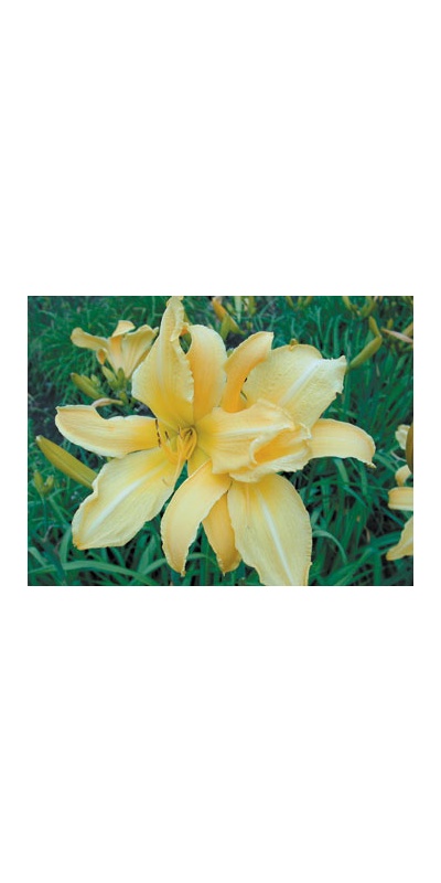 daylilies: SARAJEVO (VT)