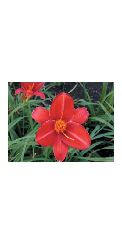 daylilies: SCARLET TANAGER
