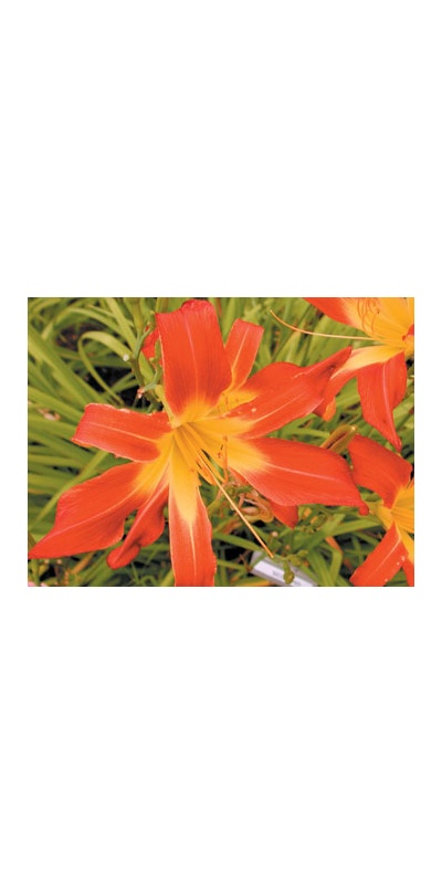daylilies: SCORPIO II (VT)
