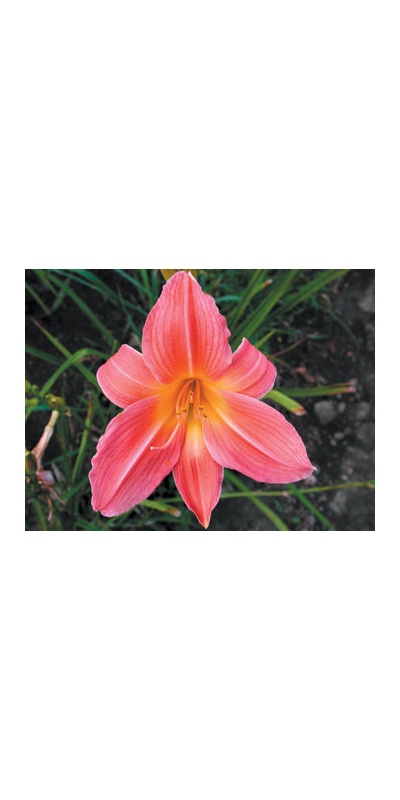 daylilies: SEPTEMBER ROSE ROSY (VT)