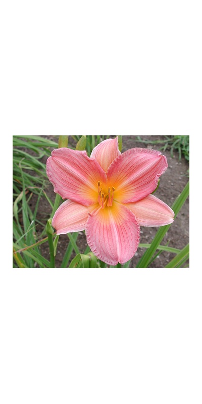 daylilies: SEPTEMBER STAR (VT)