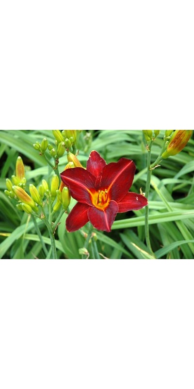 daylilies: BLACK BEACON (VT)