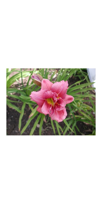 daylilies: SHAMROCK DOUBLE GRAPE