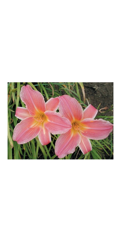 daylilies: SHINE ON (VT)