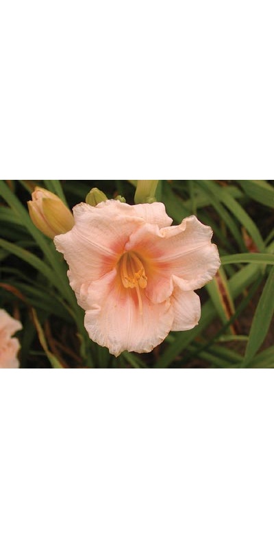 daylilies: SILOAM APRICOT type