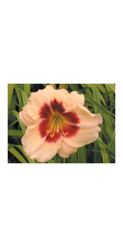 daylilies: SILOAM BUTTON BOX