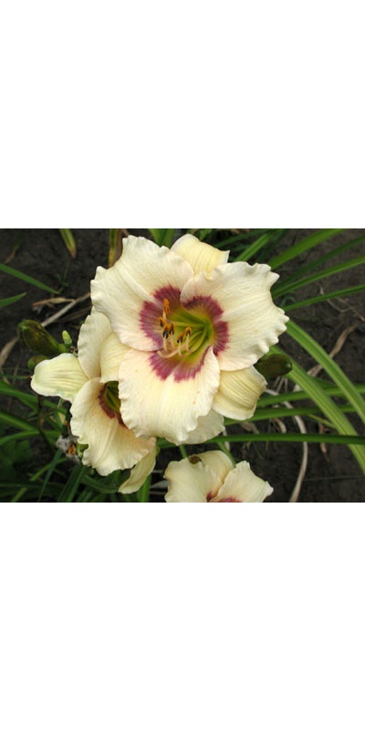 daylilies: SILOAM FAIRY TALE