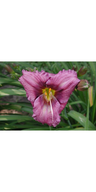 daylilies: SILOAM FINE ART