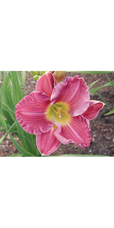 daylilies: SILOAM HOWARD'S HARMONY