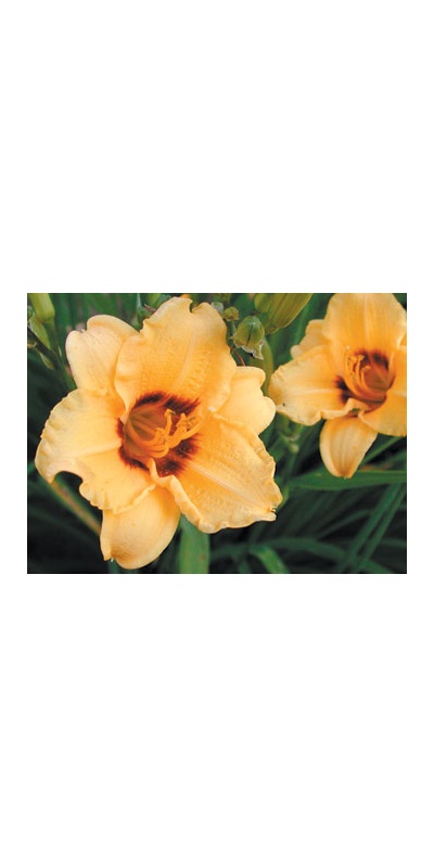 daylilies: SILOAM JUNE BUG