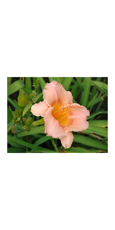daylilies: SILOAM LITTLE GIRL