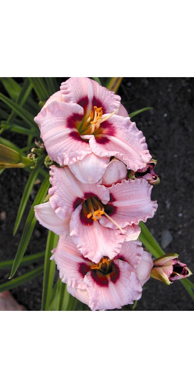 daylilies: SILOAM MERLE KENT