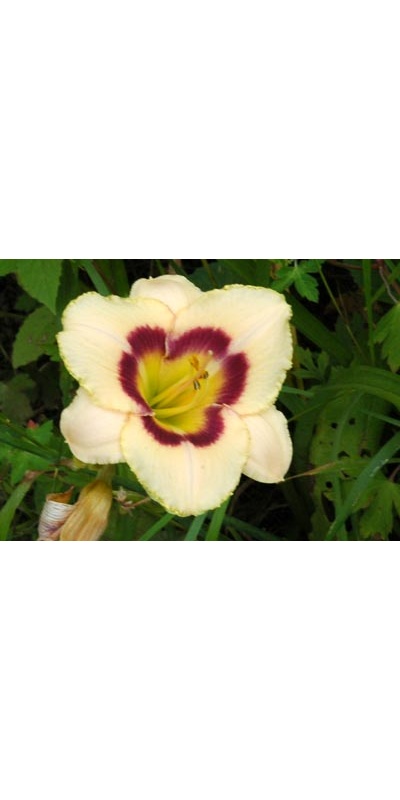 daylilies: DEWBERRY CANDY