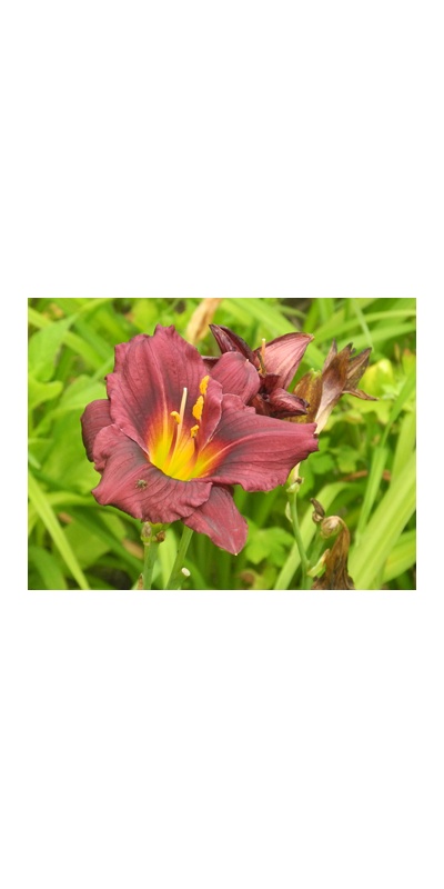 daylilies: SILOAM PLUM TREE