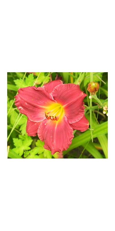 daylilies: SILOAM RED RUBY