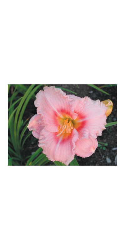 daylilies: SILOAM RIBBON CANDY
