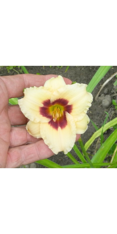 daylilies: SILOAM TINKER TOY