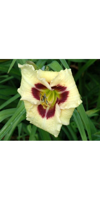 daylilies: SILOAM URY WINNIFORD