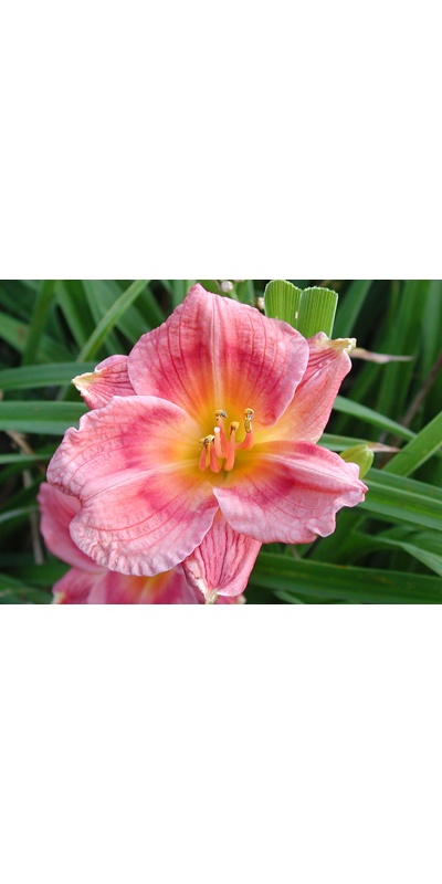 daylilies: SILOAM VALENTINE