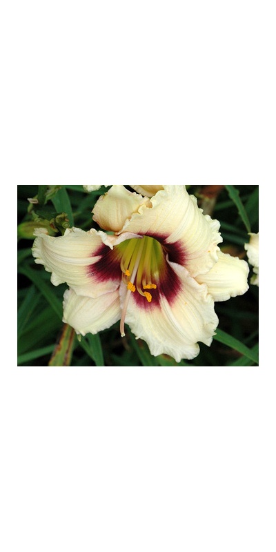 daylilies: SNOWY EYES