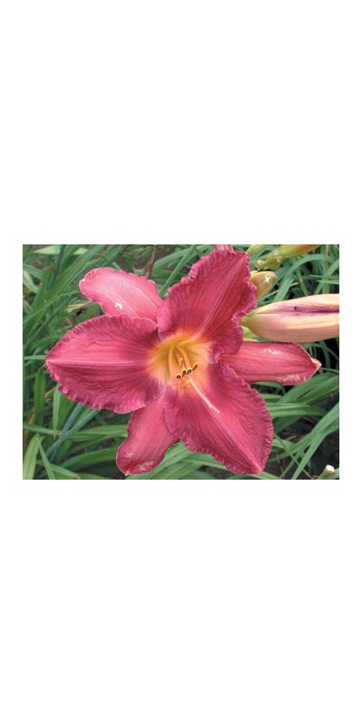 daylilies: SPECIAL PLUM (VT)