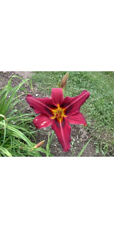 daylilies: BLAZING FIREFLY (VT)