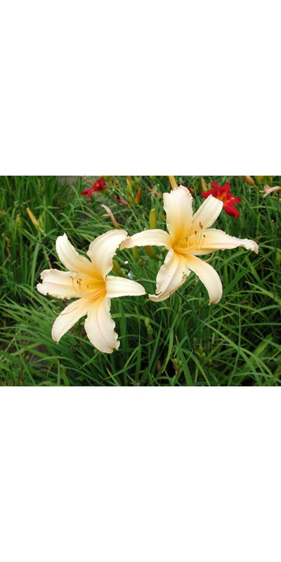 daylilies: STAR CREAM RUFFLES (VT)