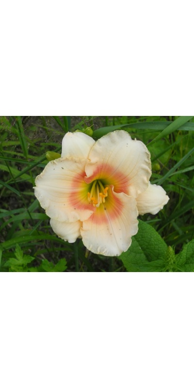 daylilies: SUMMER REPOSE
