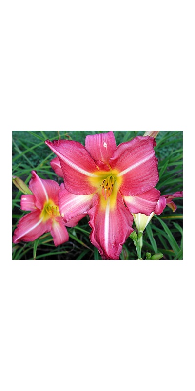 daylilies: SWEET CLOVER (VT)
