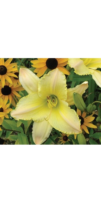 daylilies: TECHNY PEACE