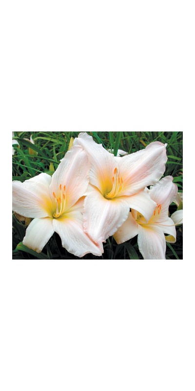 daylilies: TENDER LOVE