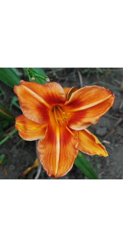 daylilies: TONTO'S FRIEND