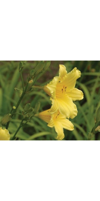 daylilies: TOY TRUMPETS