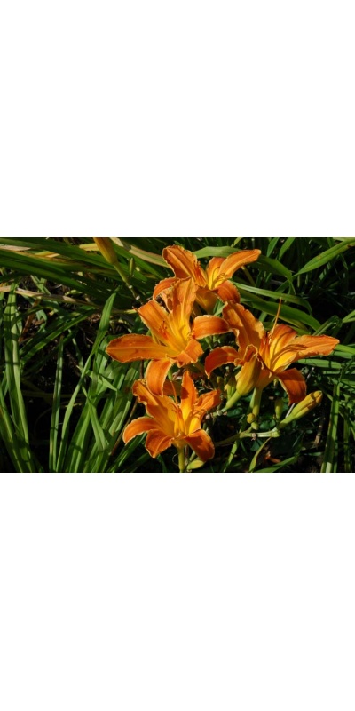 daylily blooms: SWEET PUMPKIN (VT)