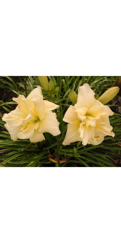 daylily blooms: SHAMROCK DOUBLE LEMON