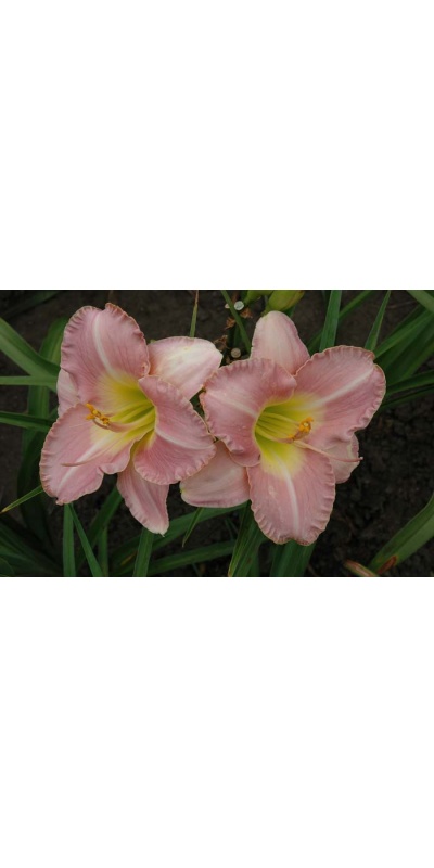 daylily blooms: UPTOWN GIRL