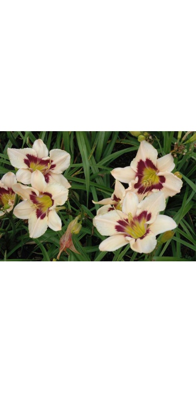 daylily blooms: THUNDER PATCH