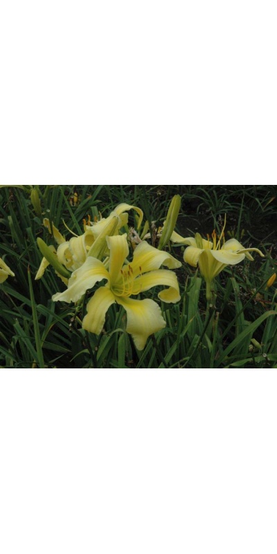 daylily blooms: SPIDER MIRACLE
