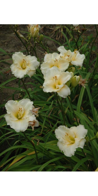 daylily blooms: TUESDAY