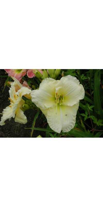 daylily blooms: BIG SNOW BIRD