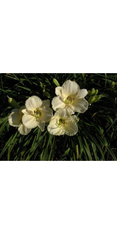 daylily blooms: WHITE LEMONADE